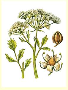Anis (Pimpinella anisum)