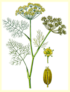 Fänkål (Foeniculum vulgare var. Azoricum)