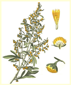 Malört (Artemisia absinthium)