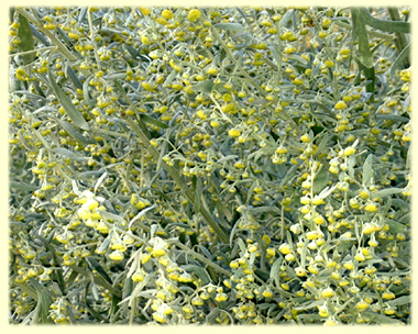 Malört (Artemisia absinthium)